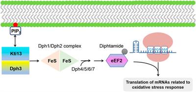 Frontiers | Functions and Regulation of Translation Elongation Factors